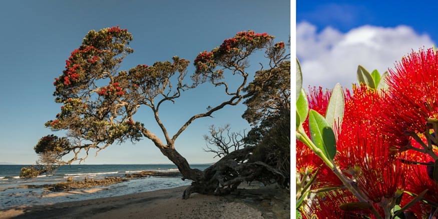 Unusual Christmas Tradtions | Alternative Christmas Tree New Zealand